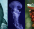 Animals, animals before humans, animals living on earth since before humans, sharks, frogs, jellyfish, sponges, horse shoe crab