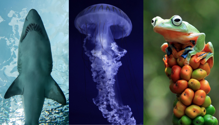 Animals, animals before humans, animals living on earth since before humans, sharks, frogs, jellyfish, sponges, horse shoe crab