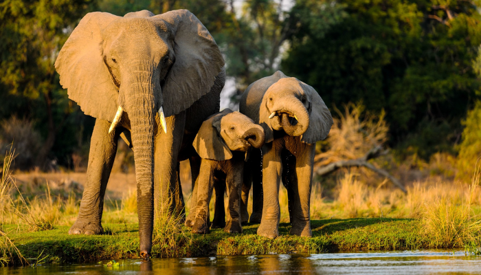 Elephants, elephants big ears, animals with big ears, elephants have big ears, why do elephants have big ears, elephants' ears facts