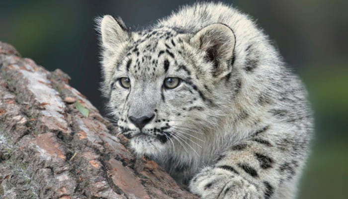 Snow Leopard