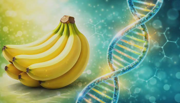 DNA With Bananas
